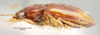 Media type: image;   Entomology 5578 Aspect: habitus lateral view